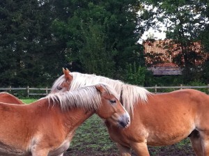 linker paard heeft oren plat